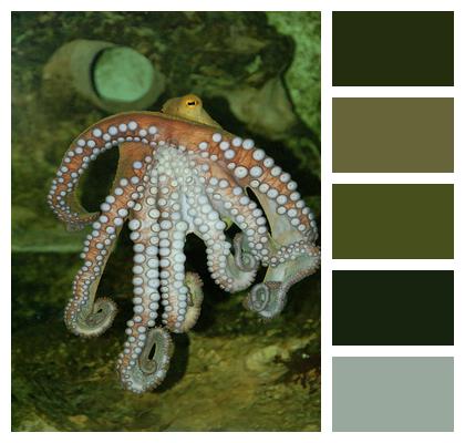 Octopus Sea Creatures Underwater Image